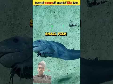 समुद्र की सबसे पावर फुल मछली 😮😮 #facts #fishing #knowledge#amazingfacts#interestingfacts#shortsvideo