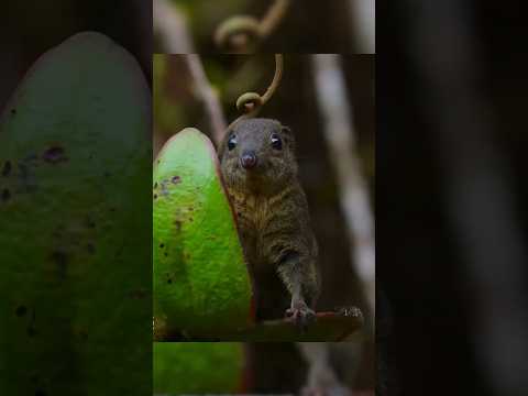 Tree shrews are the only small animals that use toilets.#cute #animals