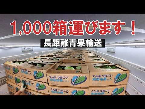 【長距離トラック】キャベツ1,000箱運びます!真夏の青果輸送