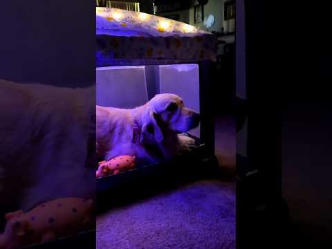 This man made a beautiful mini house for his dog 😮😮🔥 #shortsfeed