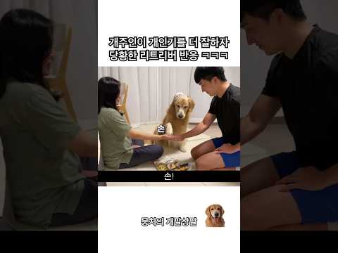개주인이 개인기를 더 잘하자 당황한 리트리버 반응 ㅋㅋㅋ #shorts
