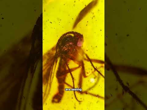 Does This Amber-Fossilized Bug Hold DINOSAUR DNA?
