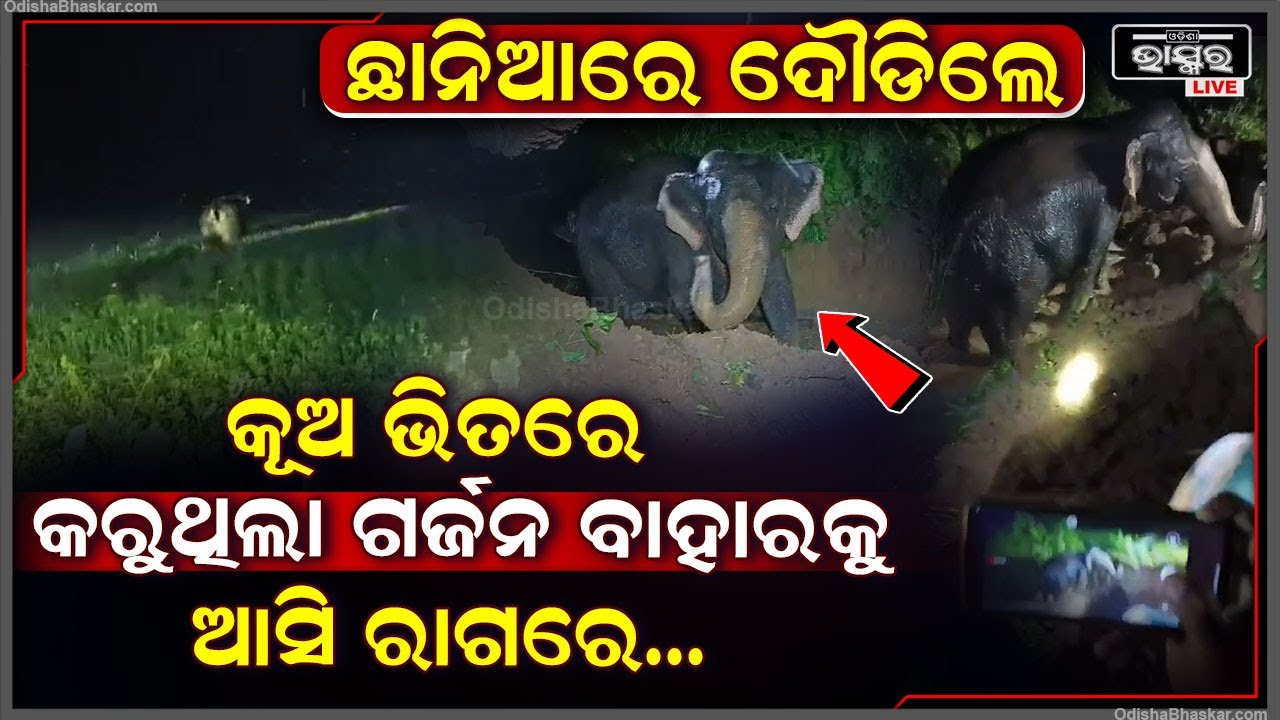 କୂଅ ଭିତରେ ପଡି କରୁଥିଲା ଗର୍ଜନ କରୁଥିଲା ହାତୀ ... ଉଦ୍ଧାର ପରେ ଗାଁ ଲୋକେ ଛାନିଆରେ ଦୌଡିଲେ...