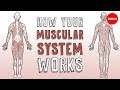 Exploring the Functions of the Muscular System