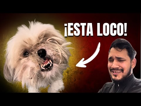 ¡ESTE PERRO ESTÁ LOCOO! NADIE PUEDE CON EL 😰 