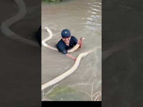 Mandikan dua monster king cobra raksasa di sungai keramat #ular #kingcobra