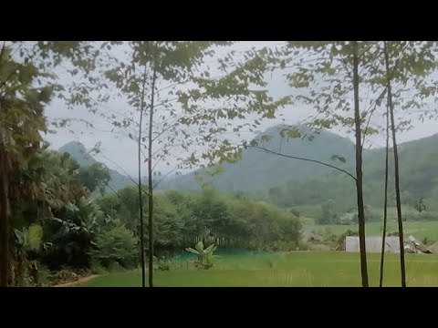 #vùng quê yên bình #cảnhdep