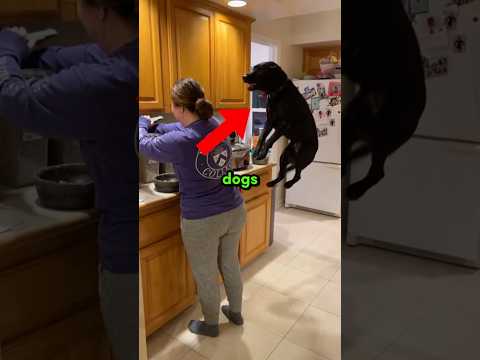 DOGS love JUMPING 😂 #shorts #dogs