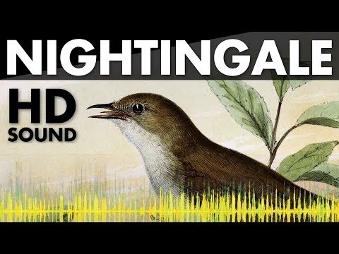 Nightingale Birds Singing Sounds