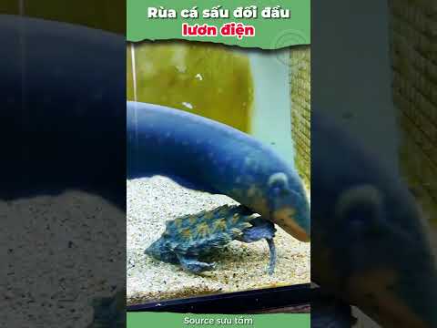 Rùa cá sấu đối đầu lươn điện, bên nào thắng? #onhachoimotminh #nuoirua #ruacanh