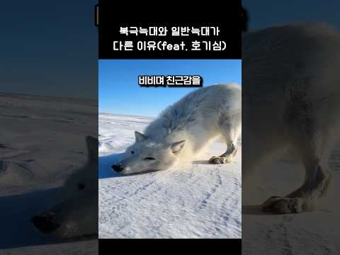 북극늑대와 일반늑대가 다른 이유 #동물 #늑대