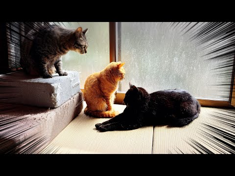 神だった頃の夢を見ている猫　A Cat Dreaming of When He Was a God