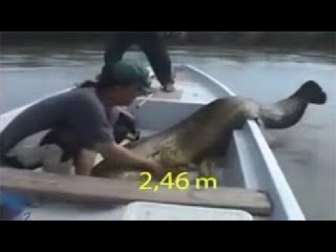 L'APPARITION  D'UNE VRAIE SIRÈNE QUI A CHOQUE LE MONDE ENTIER ! Jericho