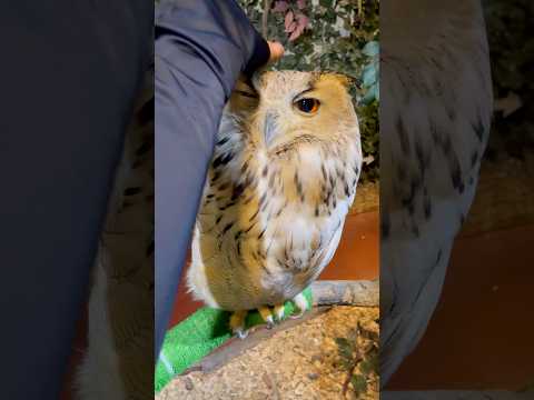 ウインクしたまま撫でられるフクロウ【#京都のフクロウの森 】