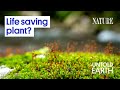 Moss Ecology and Environmental Indicators