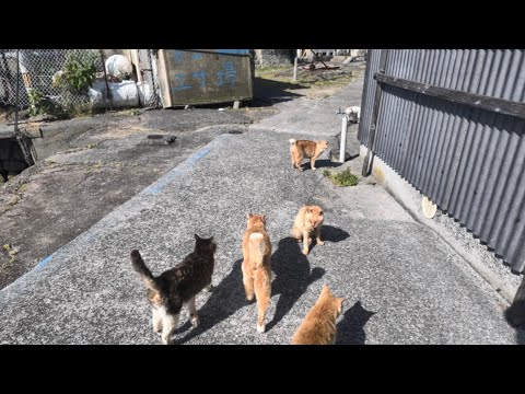 青島の猫たちに朝ごはんをあげました