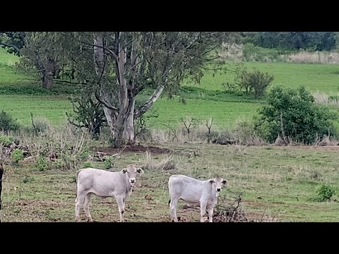 NOS,ESTA LLOVIENDO A CANTAROS