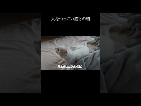 人なつっこい猫との朝。 #保護猫 #猫 #猫のいる暮らし