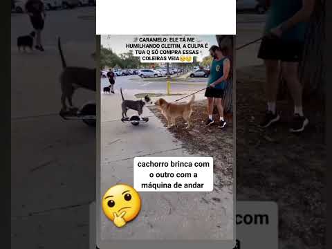 CACHORRO MOTORIZADO #automobile #memes