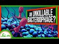 Understanding the phiKZ Jumbo Phage