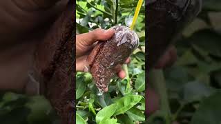 How I Propagated My Kalamansi Tree Successfully!