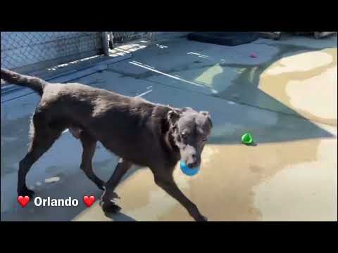 click to play the video
