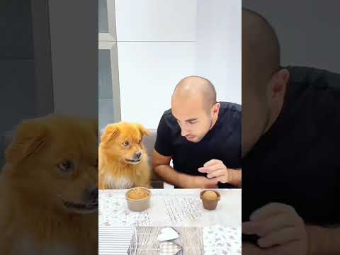 Pet friendly dog part #7 #funny #funnypetsmoments #doglover #pets #petlaughs #petowner #funnyvideo