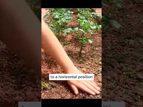 The secret of bending tomato plants high yield #shorts #plantingtips