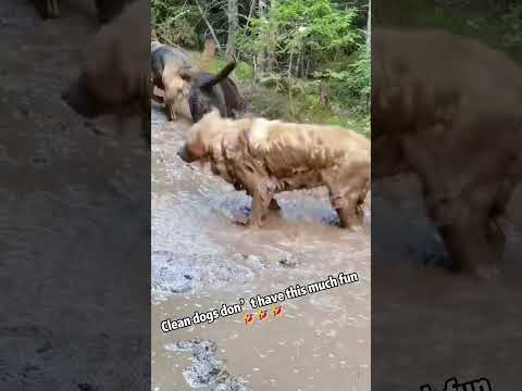 Bath time? Nah, mud time!🐶🐾#dog #doggielife #dogbehavior #funny #foryou #fyp #funnydog #dogshorts