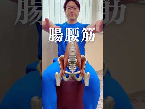 腸腰筋、上半身と下半身をつなぐ唯一の筋肉。