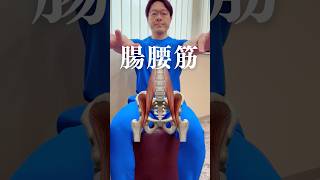 腸腰筋、上半身と下半身をつなぐ唯一の筋肉。