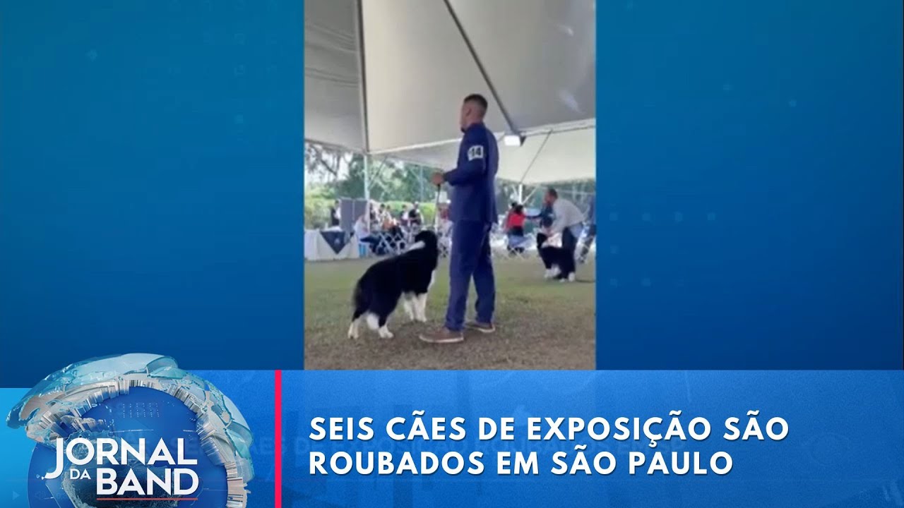 Seis cães de exposição são roubados em São Paulo | Jornal da Band