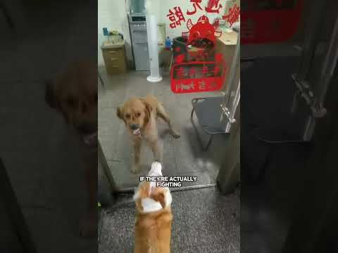She can't tell if her dogs are fighting or playing ๐