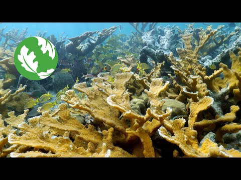 Jewels of the Sea: How to Protect Climate Resilient Reefs