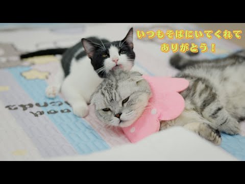 後ろ足が不自由な猫のそばで、1年4か月ずっと寄り添い続けた短足マンチカンの物語