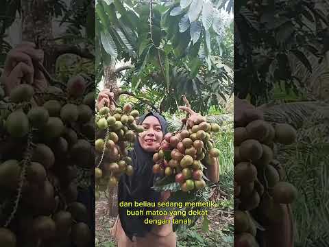 panen matoa #shorts #budidayatanaman #harvest #fruit #matoa #pertanian #buahbuahan #viral #gardening