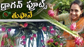 DRAGON FRUITS | మొక్కలంతా డ్రాగన్ ఫ్రూట్స్ || TELUGU GARDEN VLOG