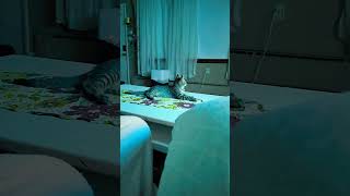 don't mind the dumb song just an video of bucky watching tv