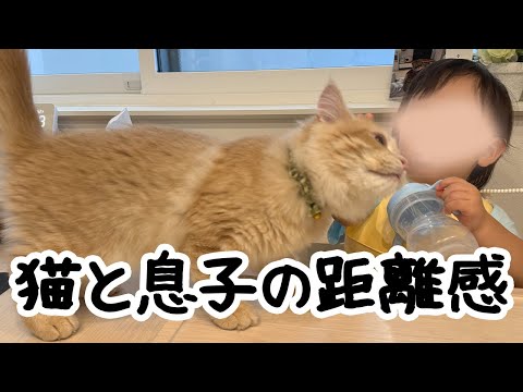 息子との距離感がバグってる子猫の行動が尊い