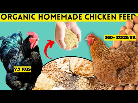 STOP WASTING MONEY ON BUYING CHICKEN FEED | USE THIS FEED FORMULA FOR IMPROVED & INDIGENOUS CHICKENS