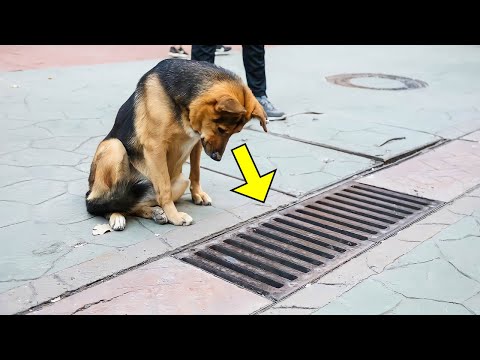 The Dog Looked into the Storm Drain Every Day, and when it was Opened - PEOPLE were Shocked!
