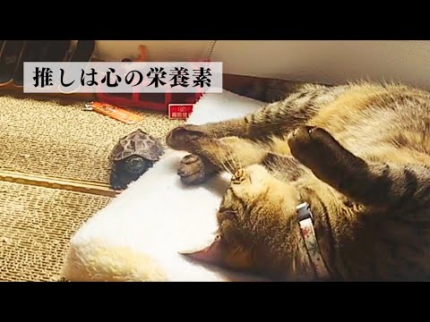 推し活するクサガメ軍曹【Sergeant Turtle conveys his love to the cat】