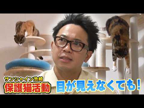 【保護猫活動】サンシャイン池崎さんのお家のなかに新入り猫らぶちゃんの新しい居場所が！（嗚呼!!みんなの動物園）