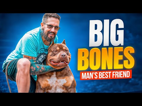 THE BEST XL BULLY #americanbully #xlbullypuppy #xlbullykennel