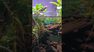 Dreistachlige Stichlinge füttern im Biotop Aquarium