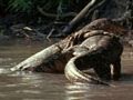 Monitor Lizard Mating Behavior and Reproduction