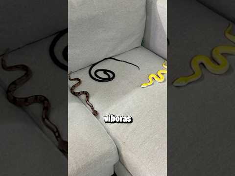 Le Mordió Una Víbora A Ricky Limon 😱🐍
