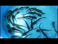 Kuis Bisnis Pembesaran Ikan Patin