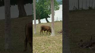 I Think My Bull Is Gay 🤔🐂 He’s Beautiful Though