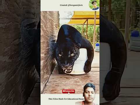 āĻāϝāĻŧāĻžāύāĻ āĻĒā§āϰāĻžāĻŖā§āϰ āĻāϝāĻŧāĻžāύāĻ āĻļāĻŦā§āĻĻāĨ¤ đŗ #shortsâ #soundâ #animalsâ